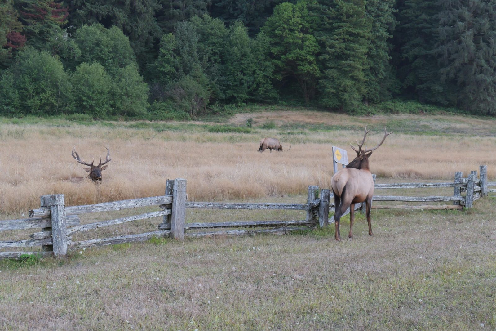 Elks in Oregon