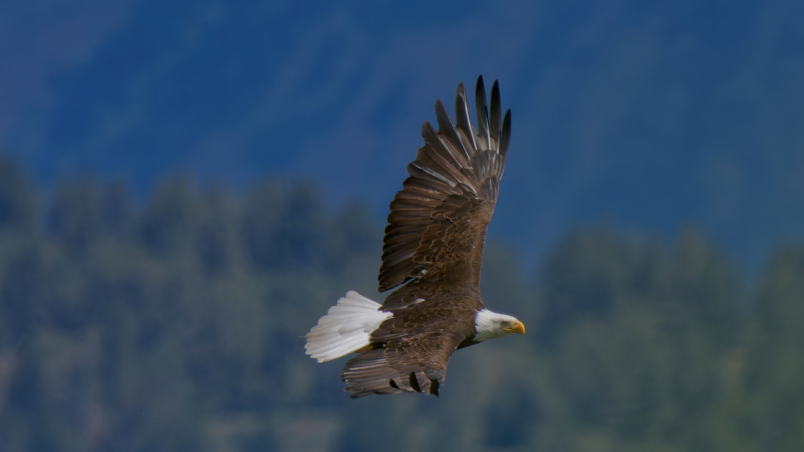Bald Eagle in Oregon