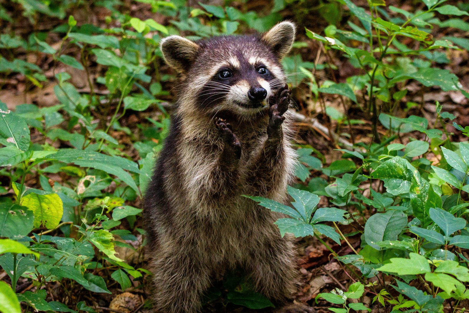 A juvenile raccoon sits back with paws up while eating an orange.