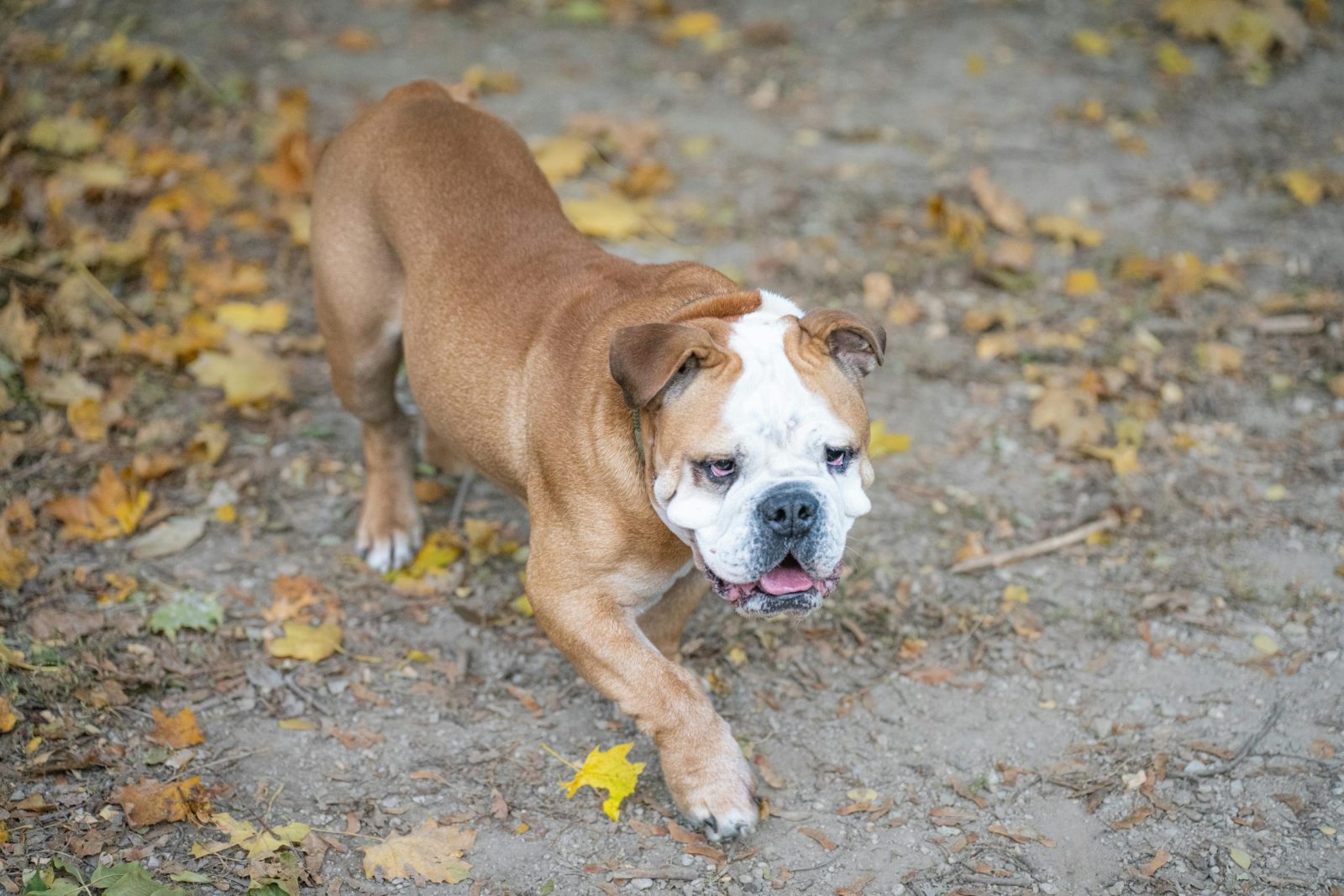 English Bulldog