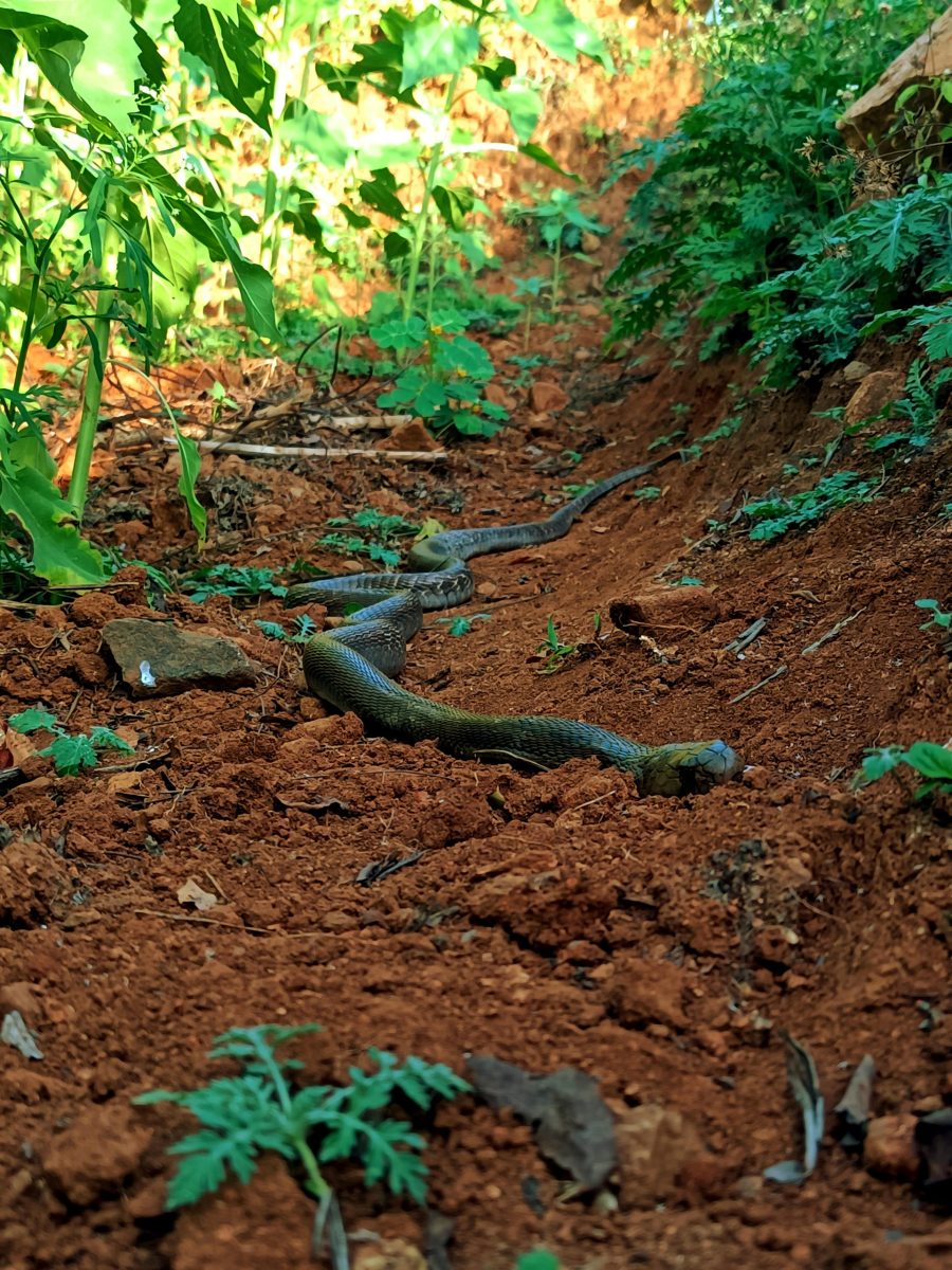 A detailed shot of a snake slithering on vibrant red soil surrounded by lush green foliage.