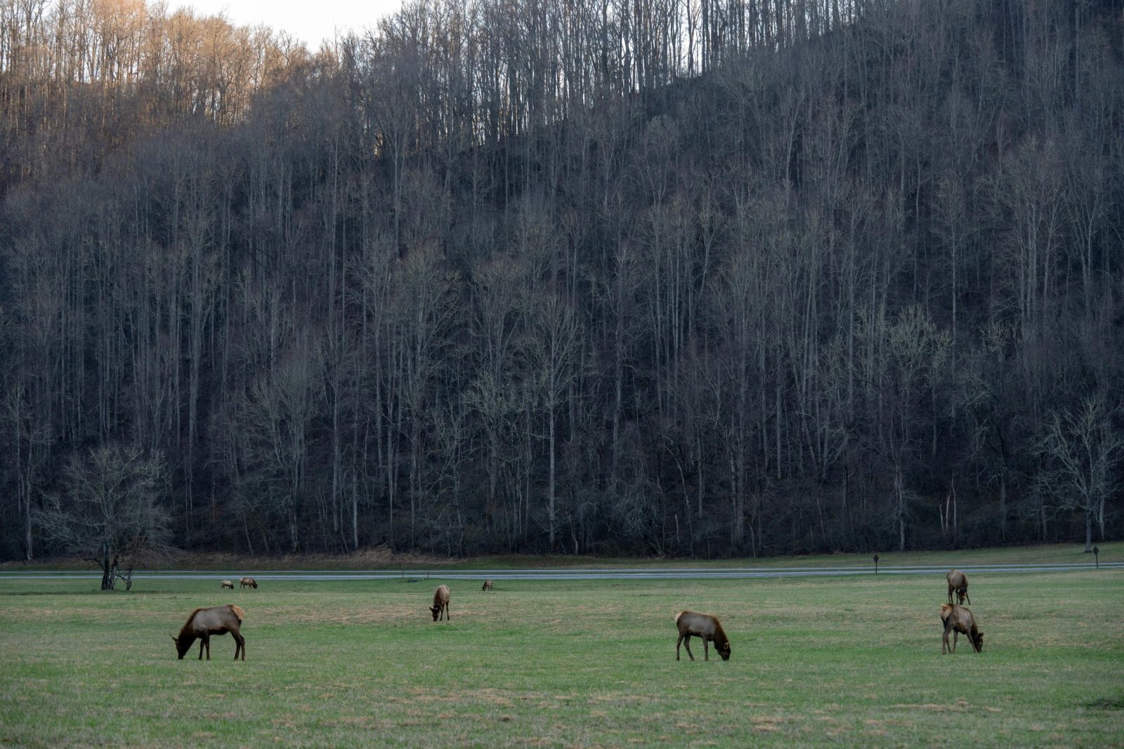 Elk in Tennessee