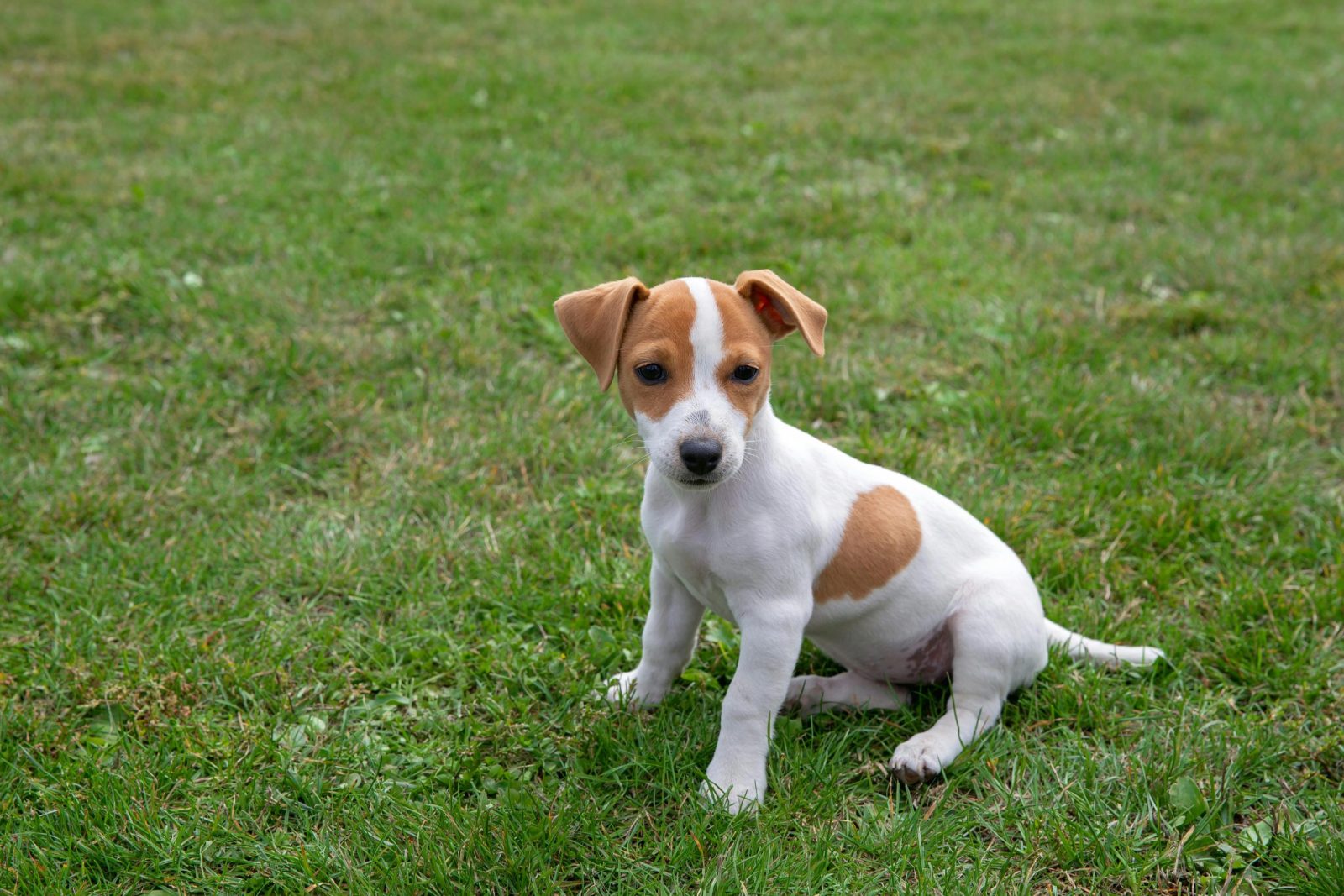 A cute Jack Russell Terrier puppy sitting on green grass outdoors.
