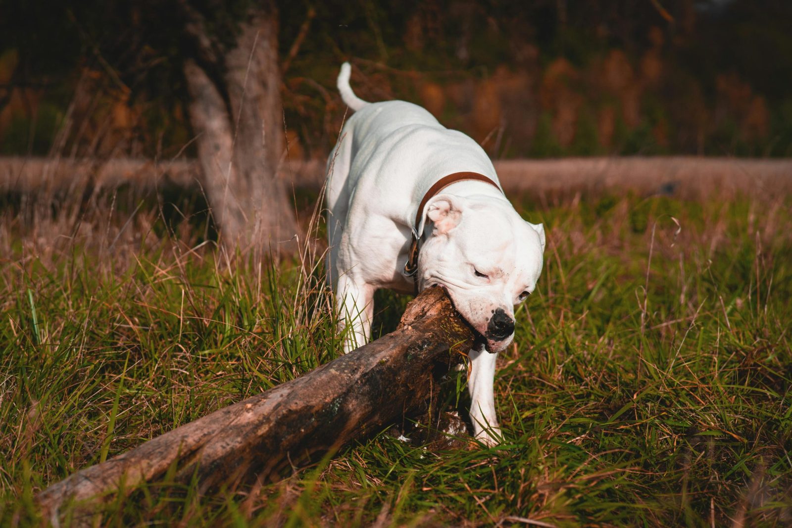 An American Bulldog bites a log outdoors in a grassy area, showcasing playfulness.