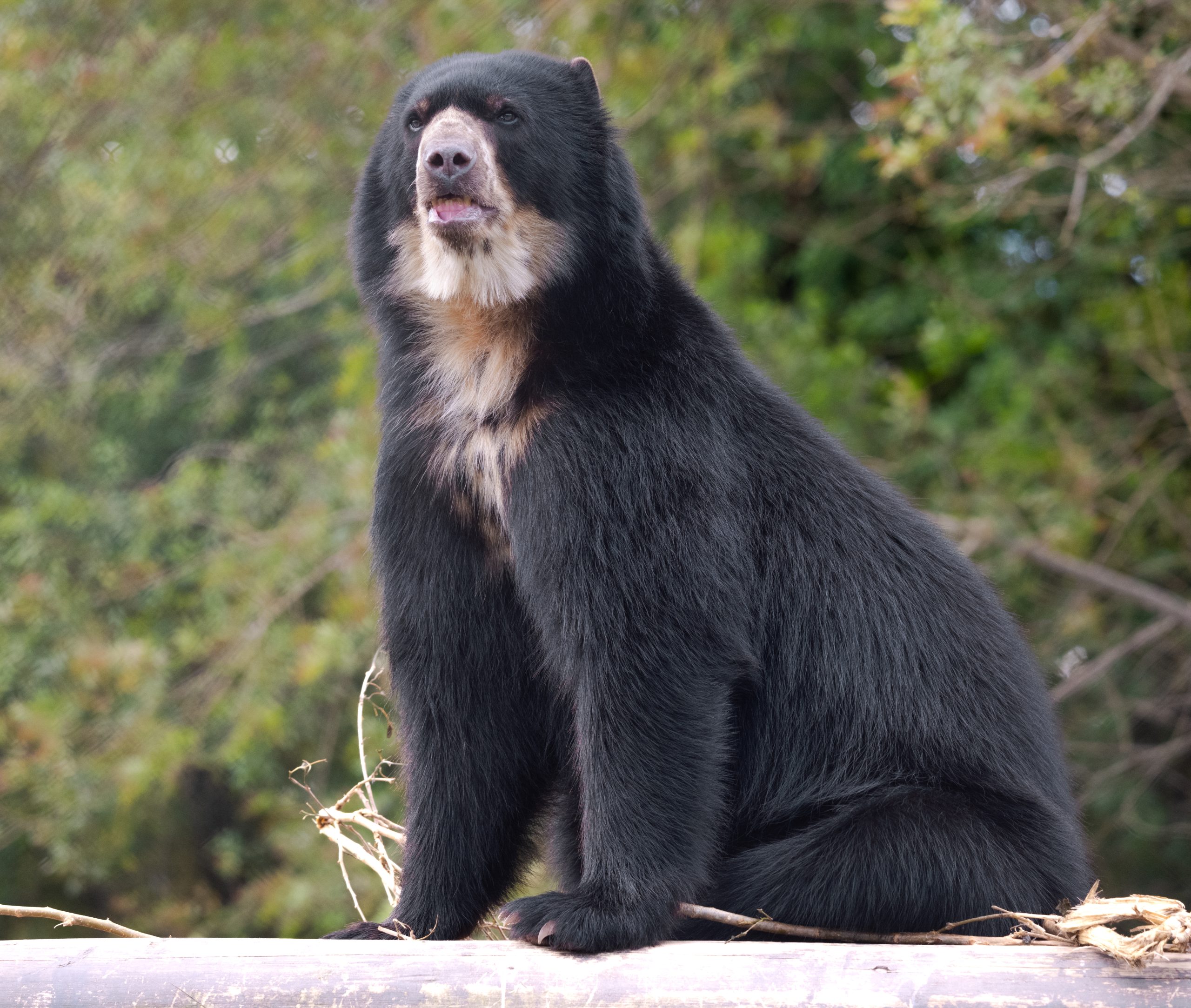 Andean Bear