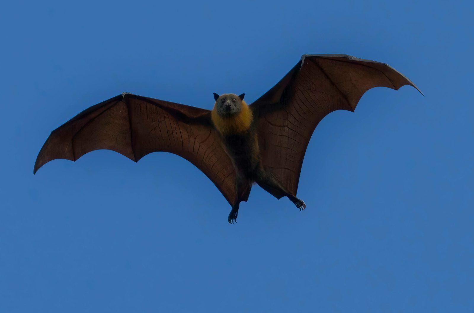 Greater Noctule Bat