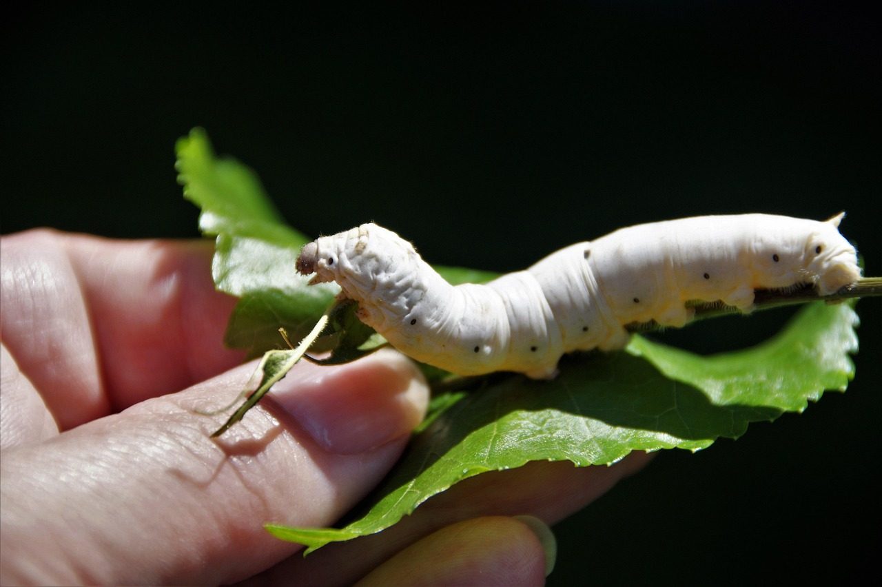Eating Insects during hiking