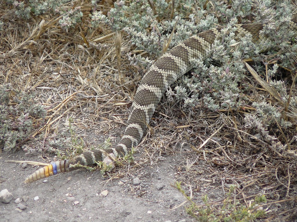 Rattle Snake