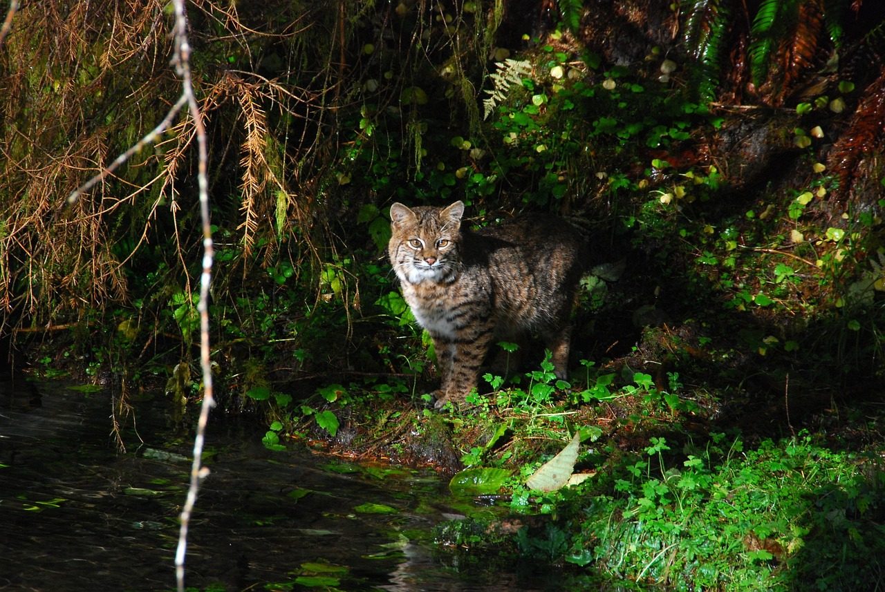 olympic national park, washington, bobcat, wildlife, forest, trees, woods, feline, nature, outside, country, countryside, plants, stream, water, summer, spring, bobcat, bobcat, bobcat, bobcat, bobcat