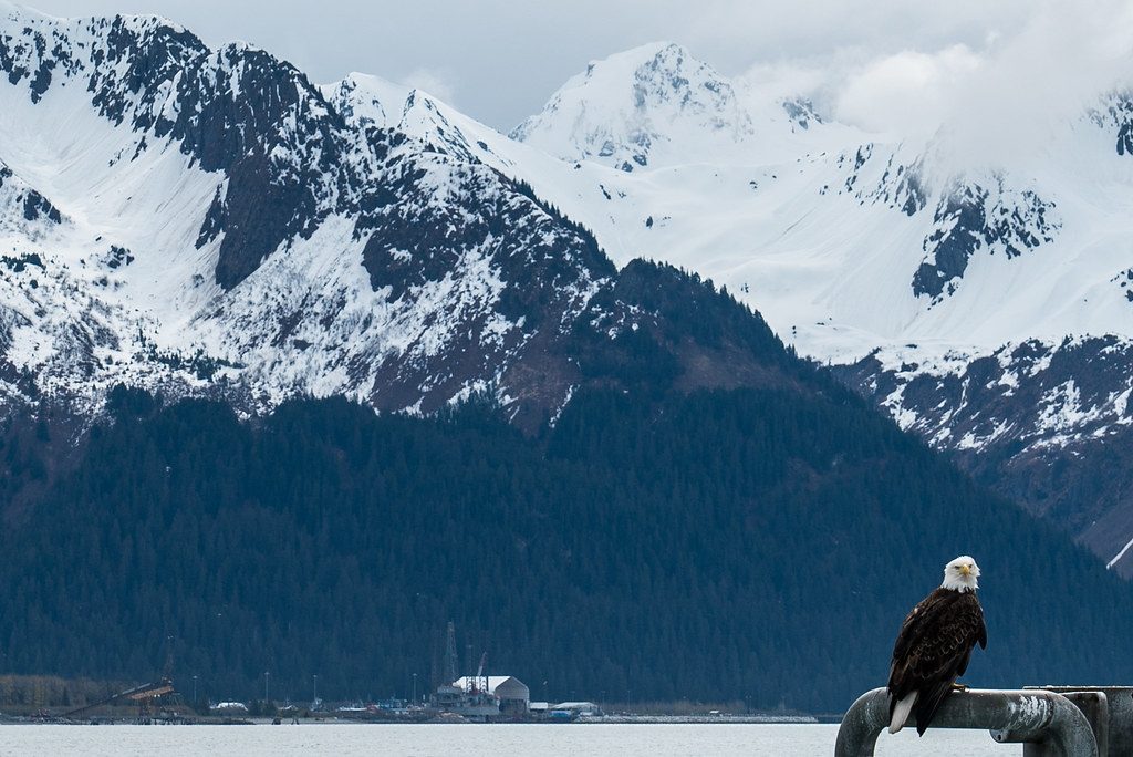 Bald Eagle | Seward, Alaska, USA | 23/05/2018