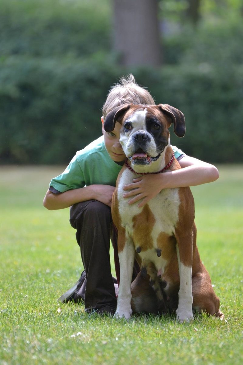 boxer, pet, german boxer, dog look, animal, domestic animal, dog, boxer dog, child and dog, cuddle, dog and child, child, children, friendship, loyal to, loyalty