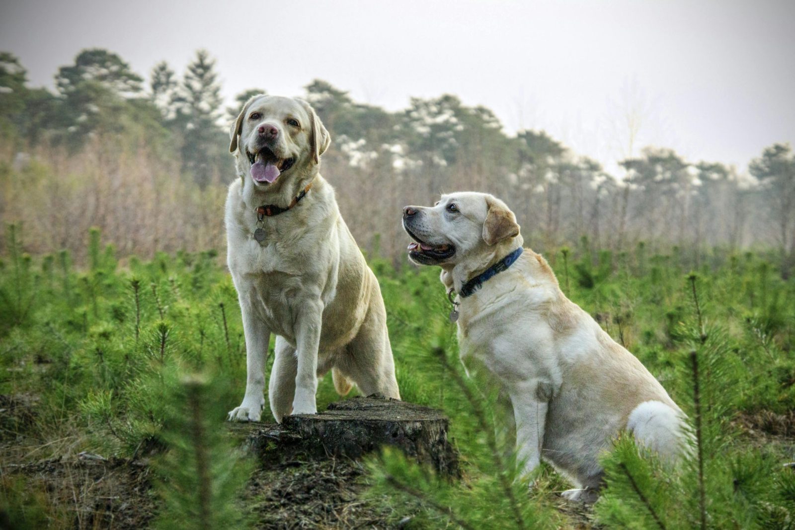 Two Labrador Retrievers enjoying a walk in a lush green forest, showcasing nature's beauty.