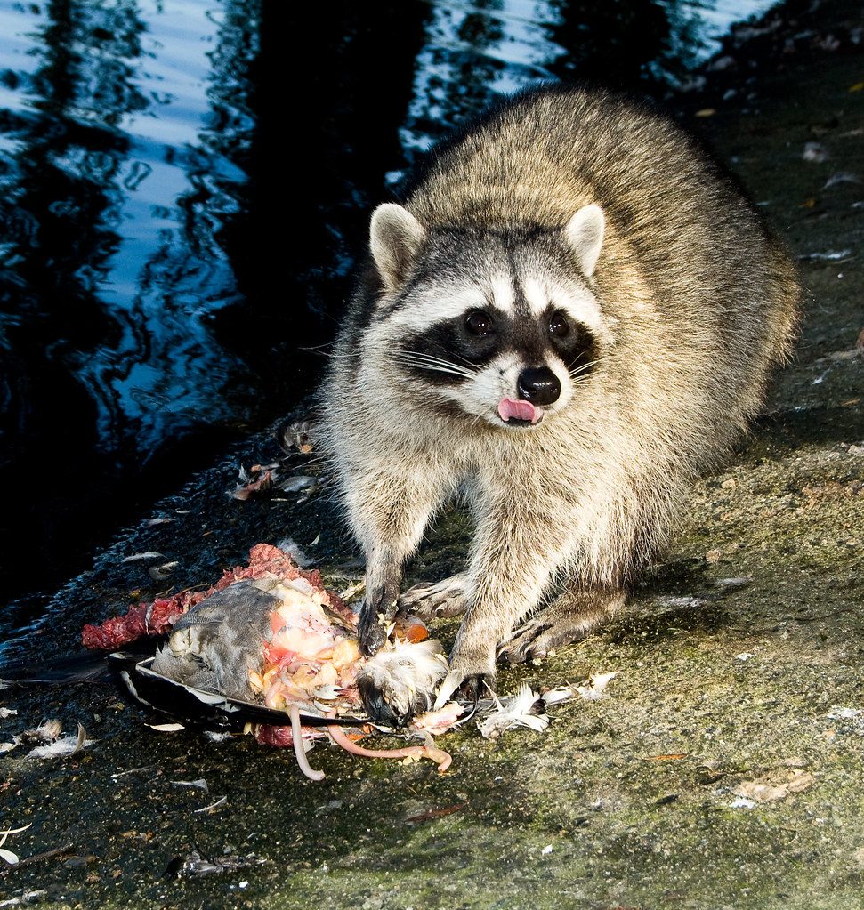 Masked Raccoon