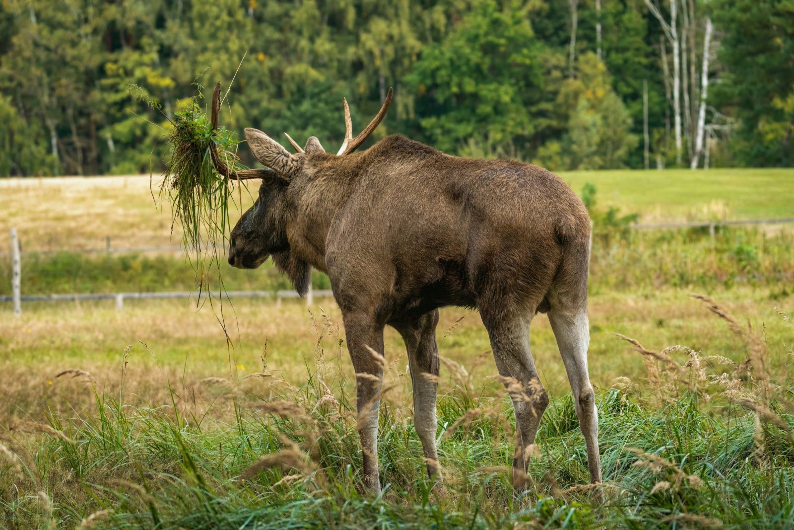 Elk in Kentucky