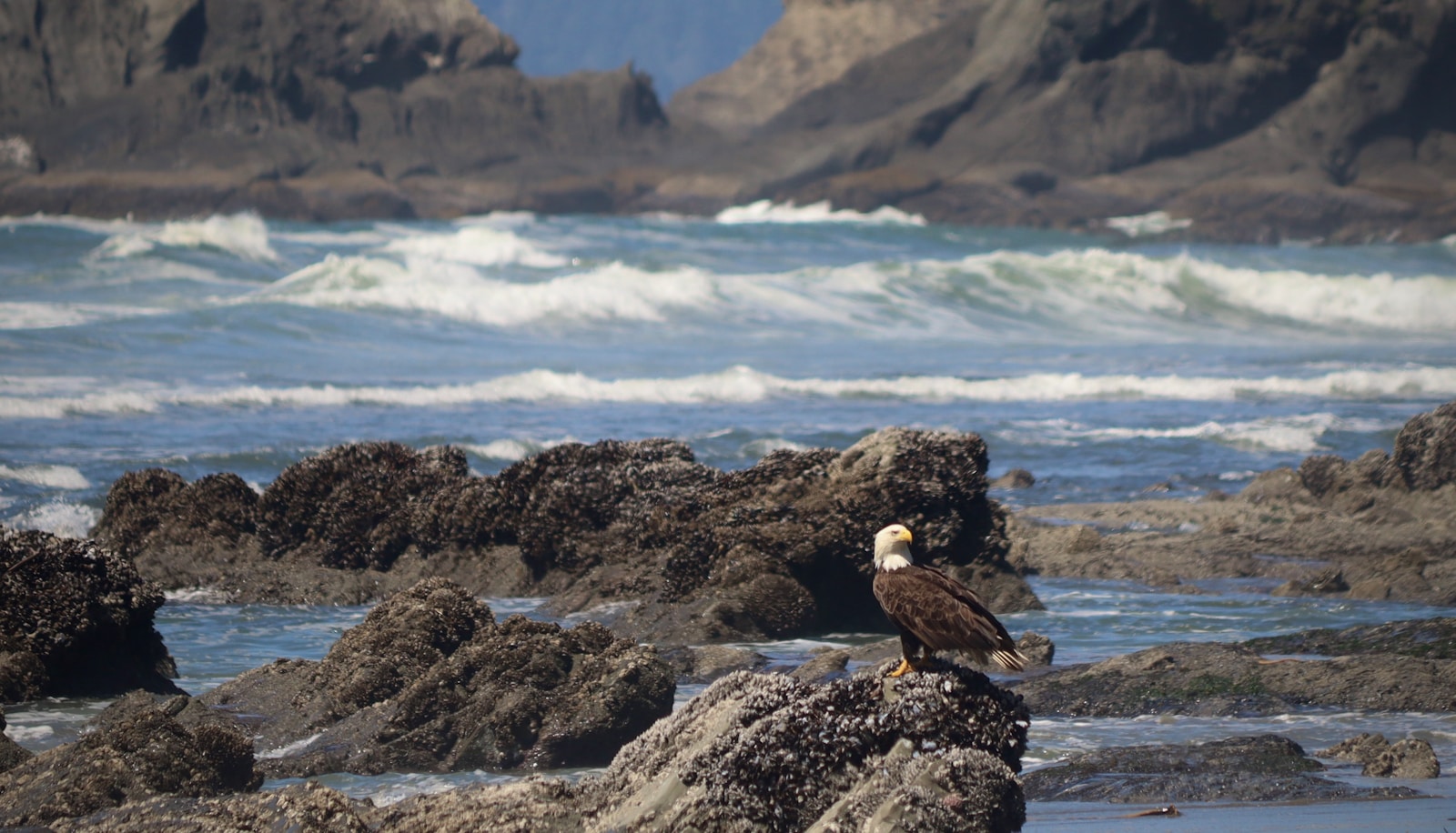 Bald Eagle in Washington