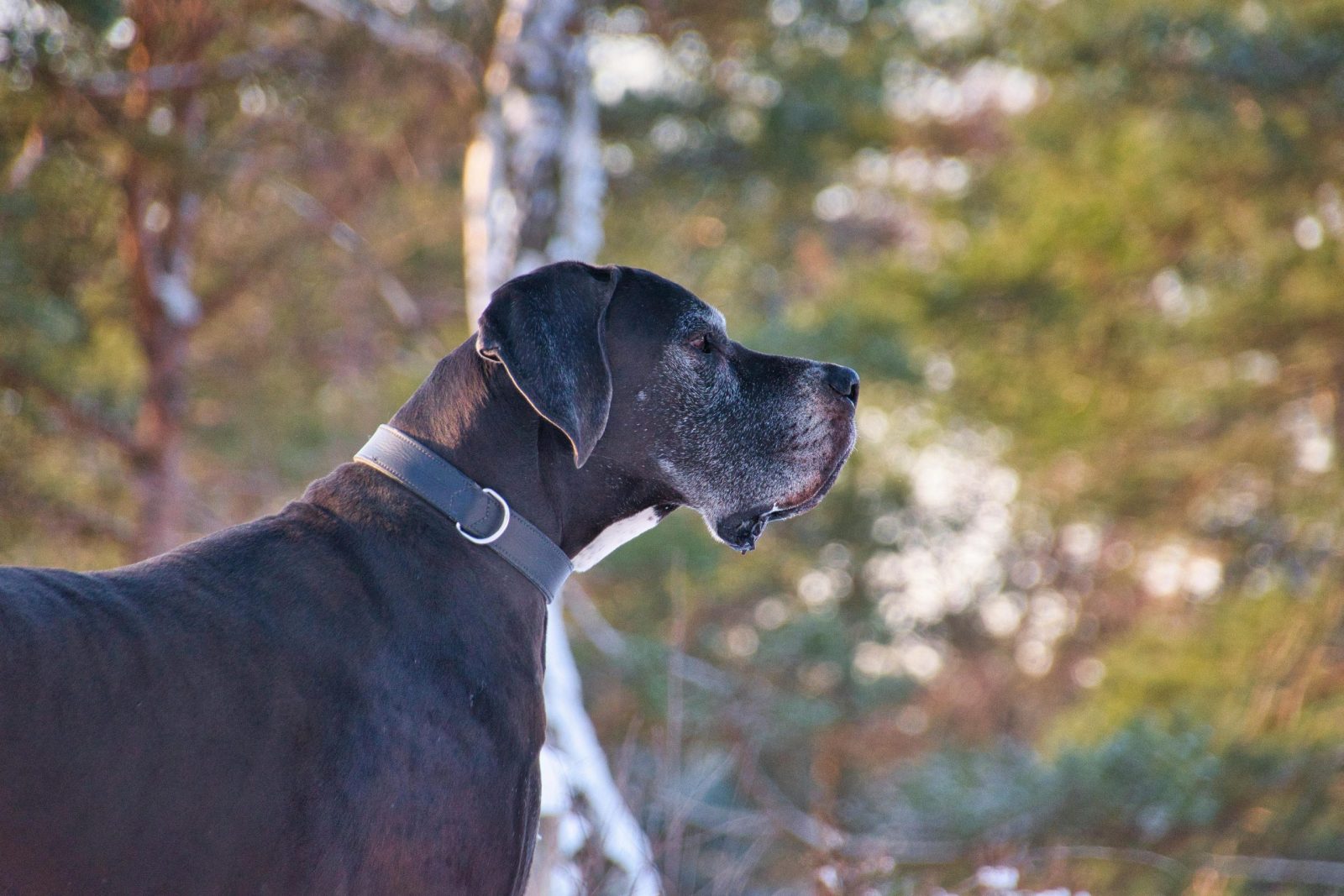 Side view of a Great Dane dog with a blurred nature background, showcasing its majestic presence.