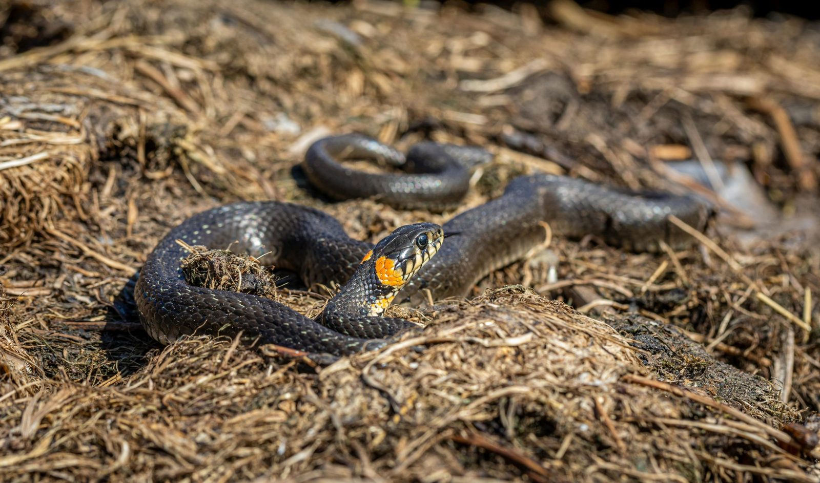 A close-up of a grass snake (Natrix natrix) in its natural habitat in Kehra, Estonia.