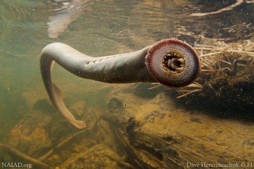 Pacific Lamprey at the Oregon Zoo