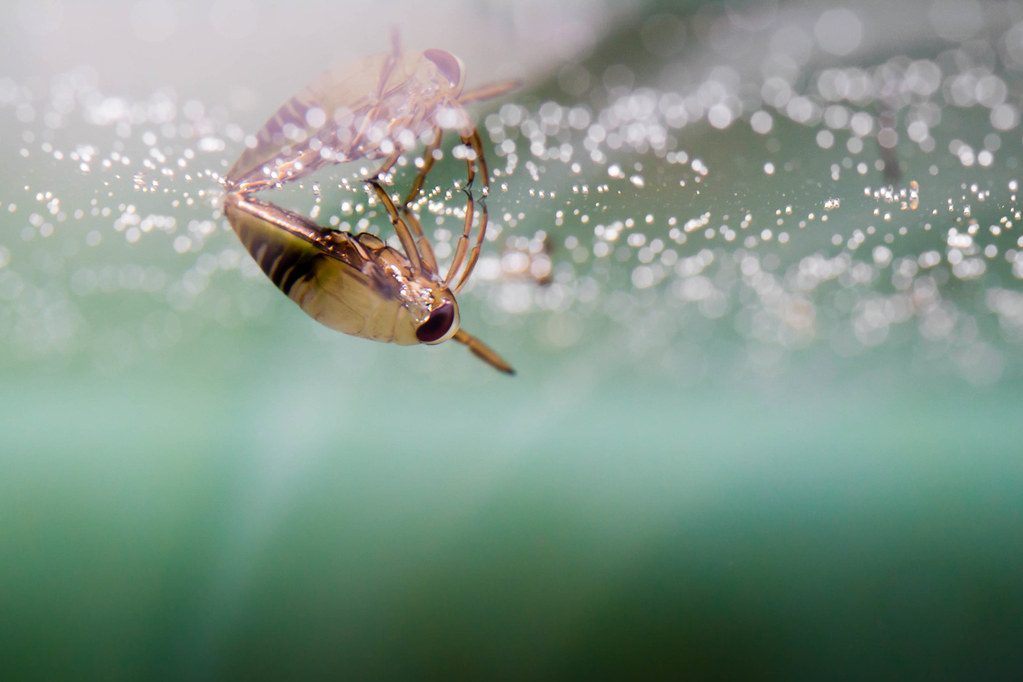 Water Boatman
