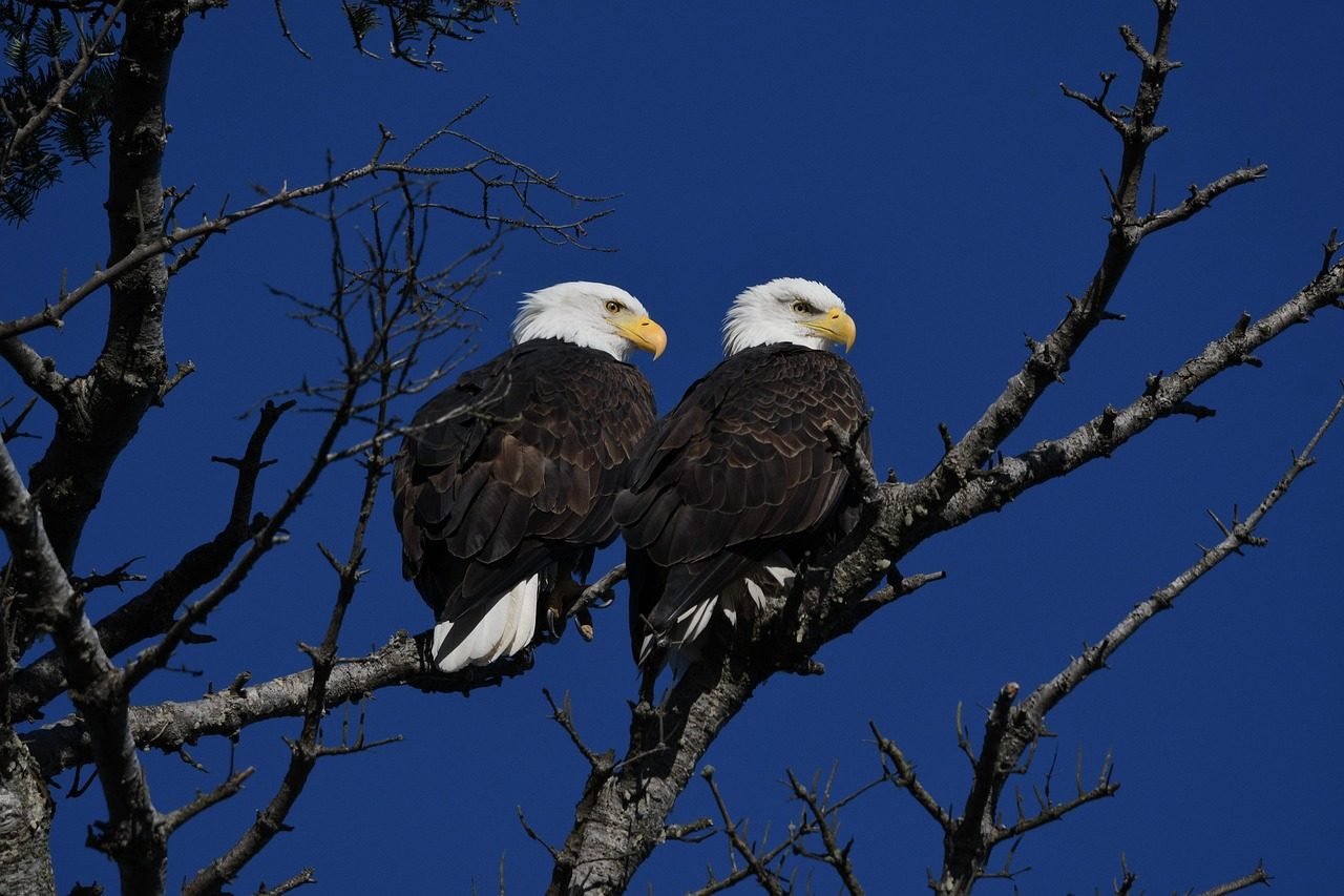 Bald Eagle in Michigan