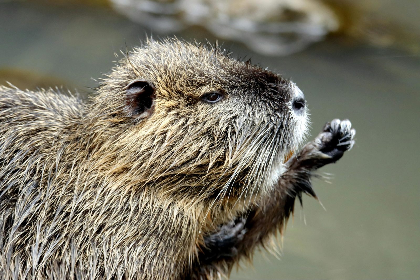 Captivating close-up of a beaver grooming by the water, showcasing its fur and natural habitat.