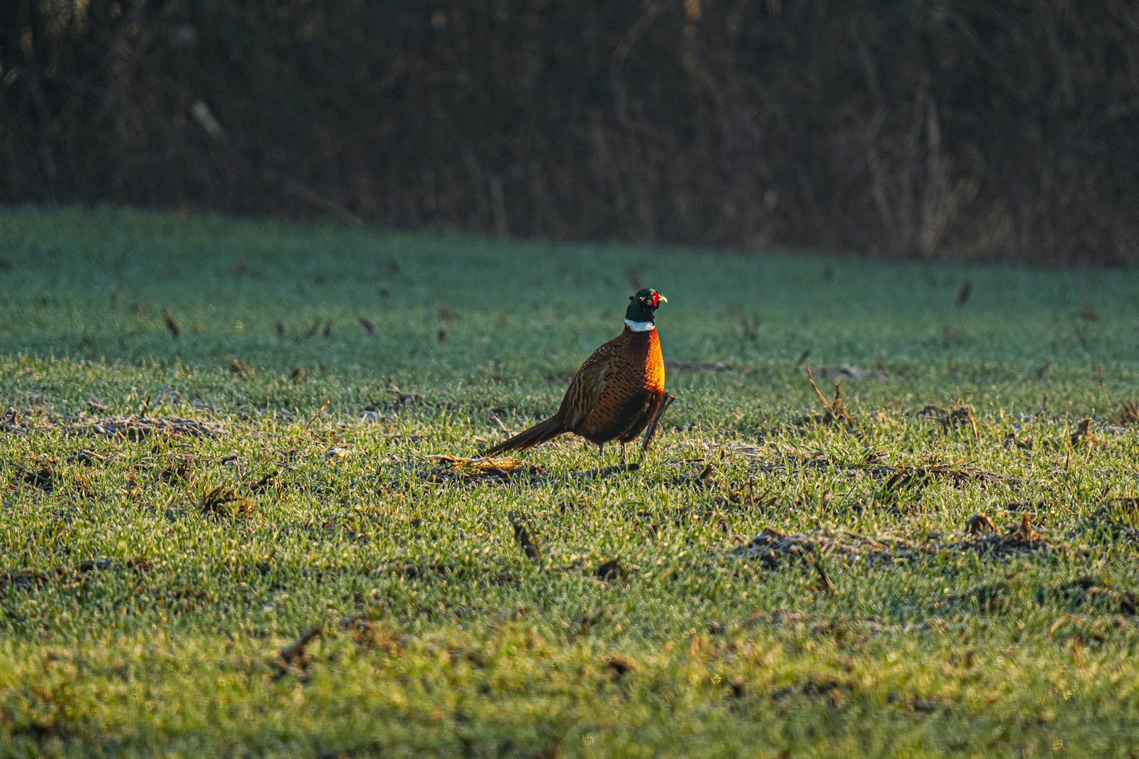 A pheasant stands in a dewy grassy field.