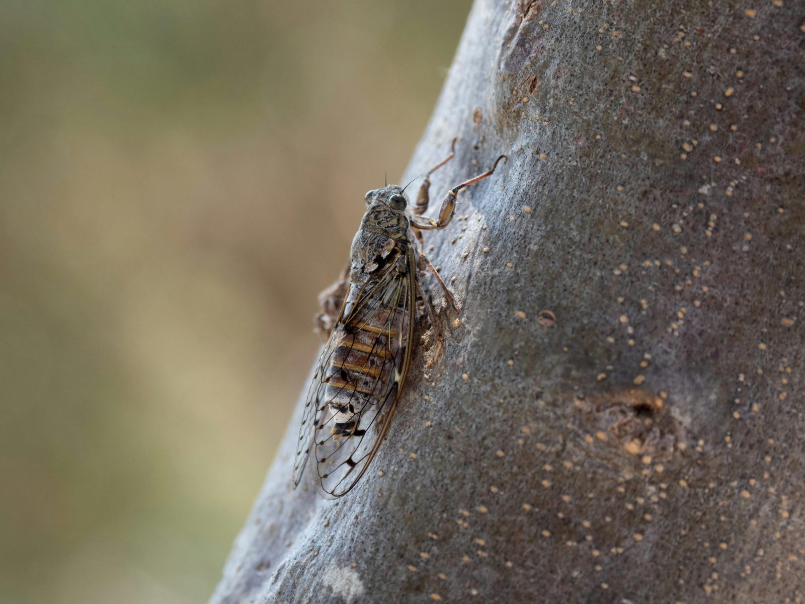 Brevisana Brevis Cicada