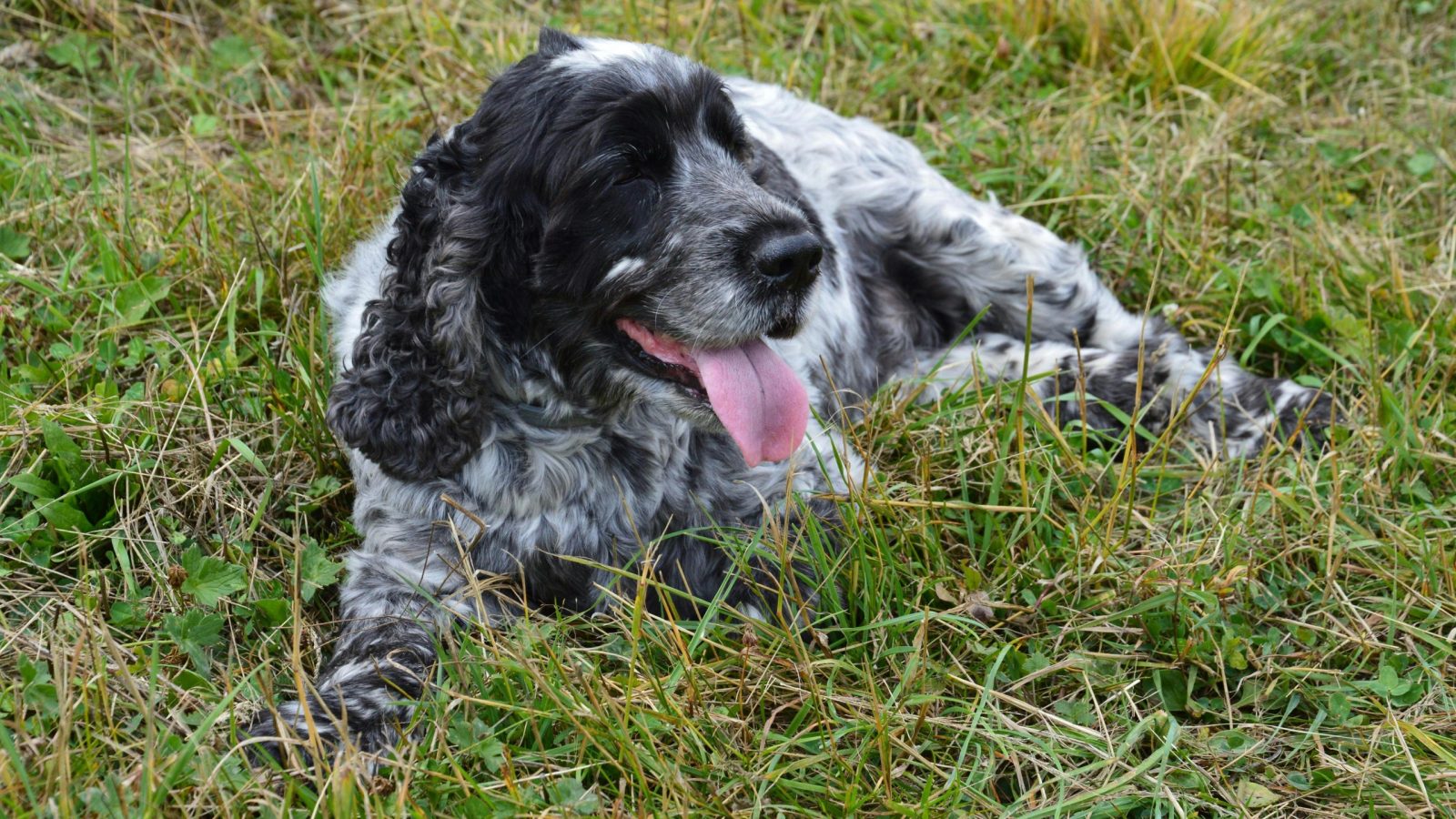 A joyful Cocker Spaniel lying in a grassy field in Bouvante, France.