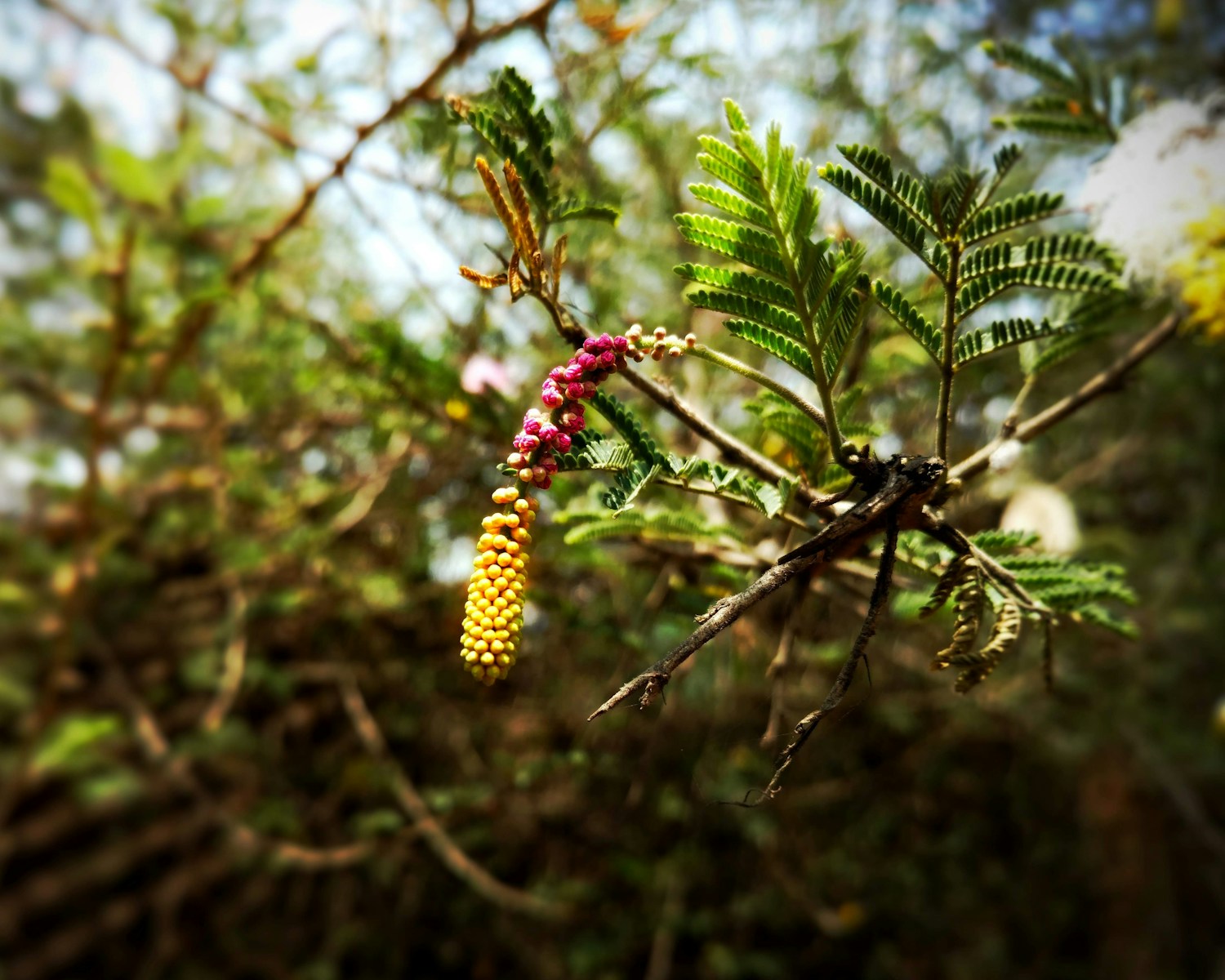 A close up of a tree with a bunch of flowers on it