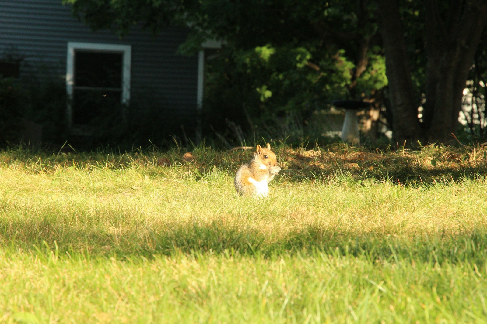 A squirrel eating in a grassy yard.