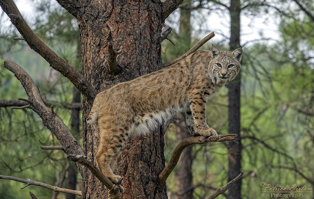 Bobcat