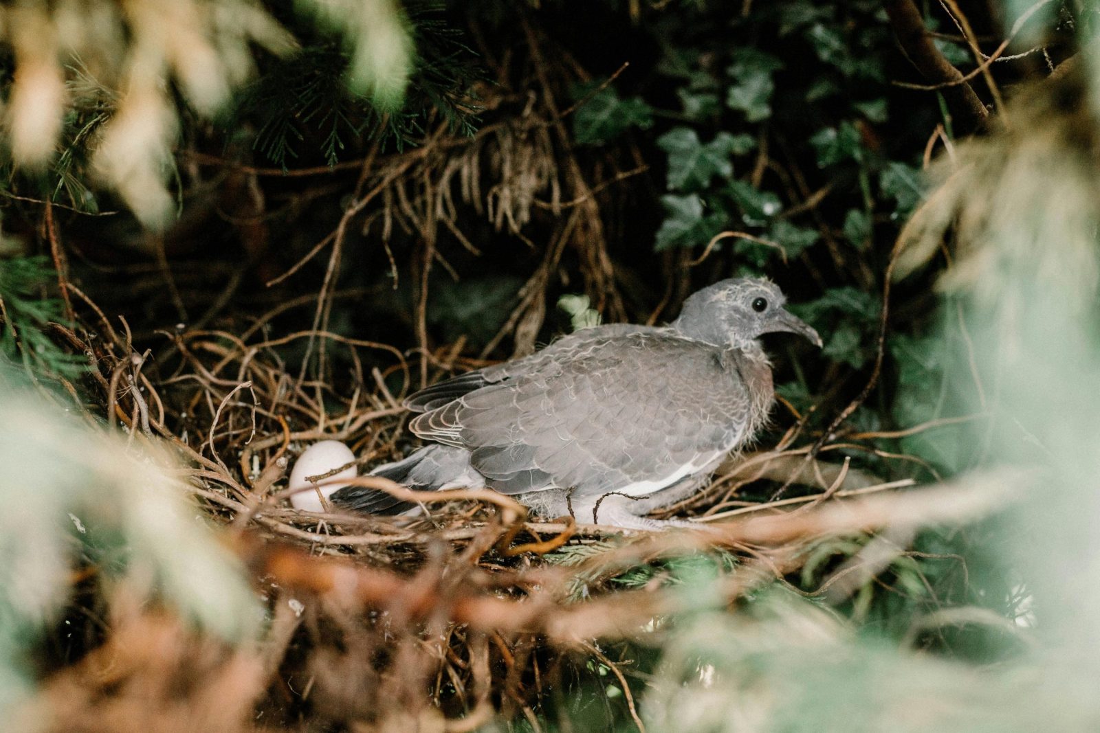Close-up of a mother pigeon nesting with an egg in a natural habitat, UK woodland.