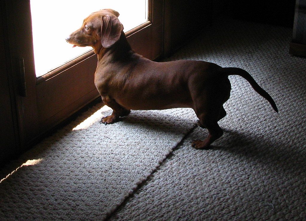 Dog staring at door