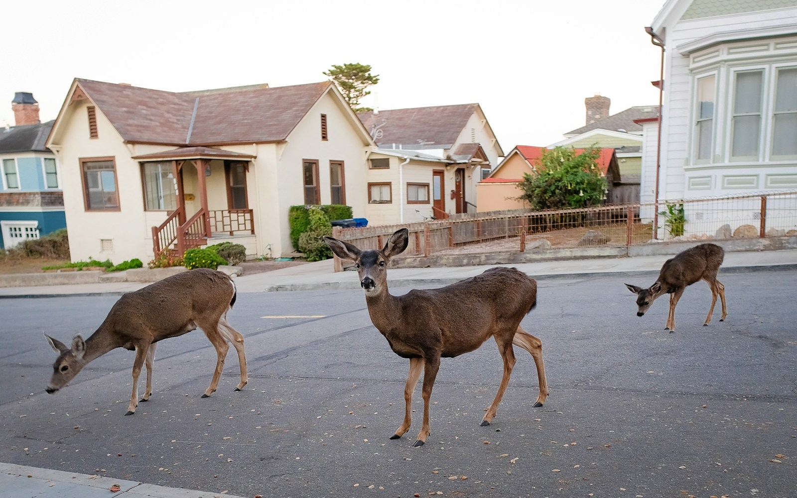 A herd of deer walking across a street