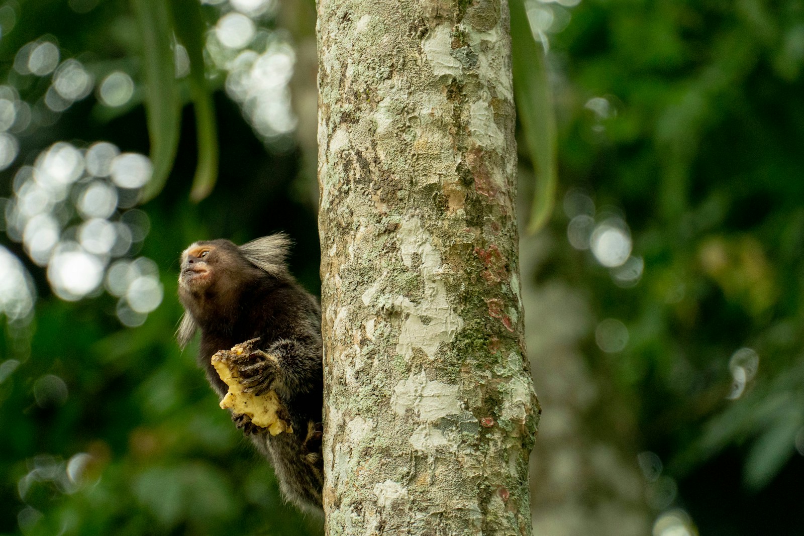 A small monkey eats food on a tree.