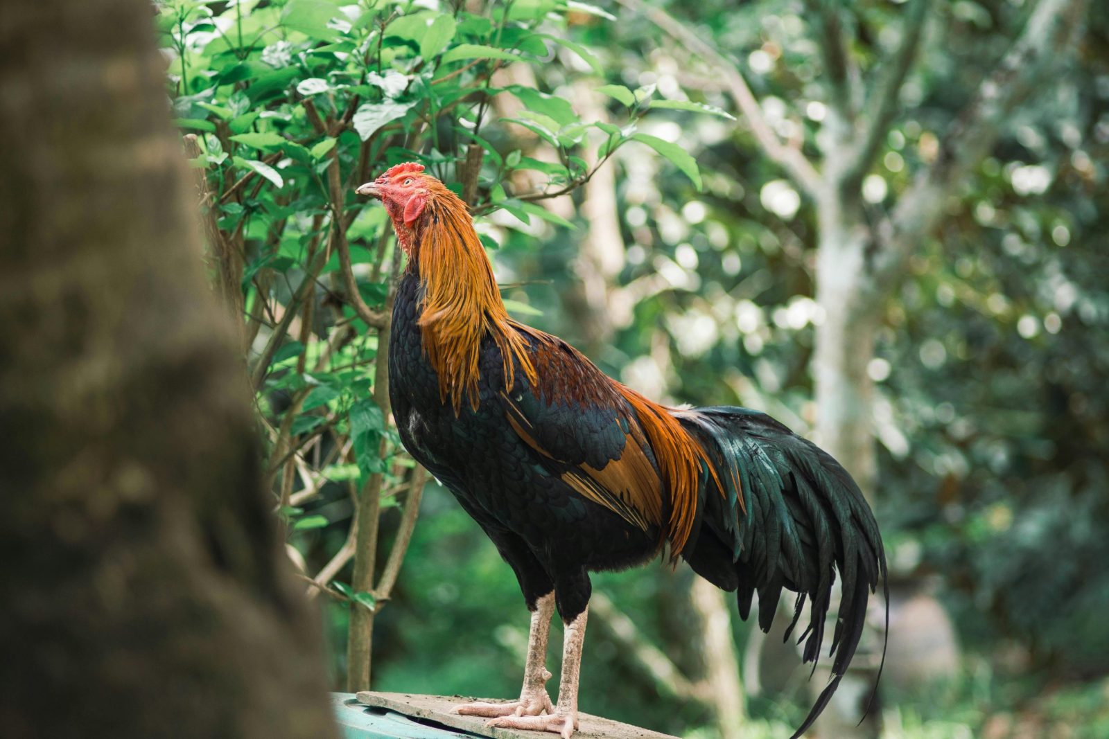 A vibrant rooster showcasing colorful plumage in a lush garden environment.