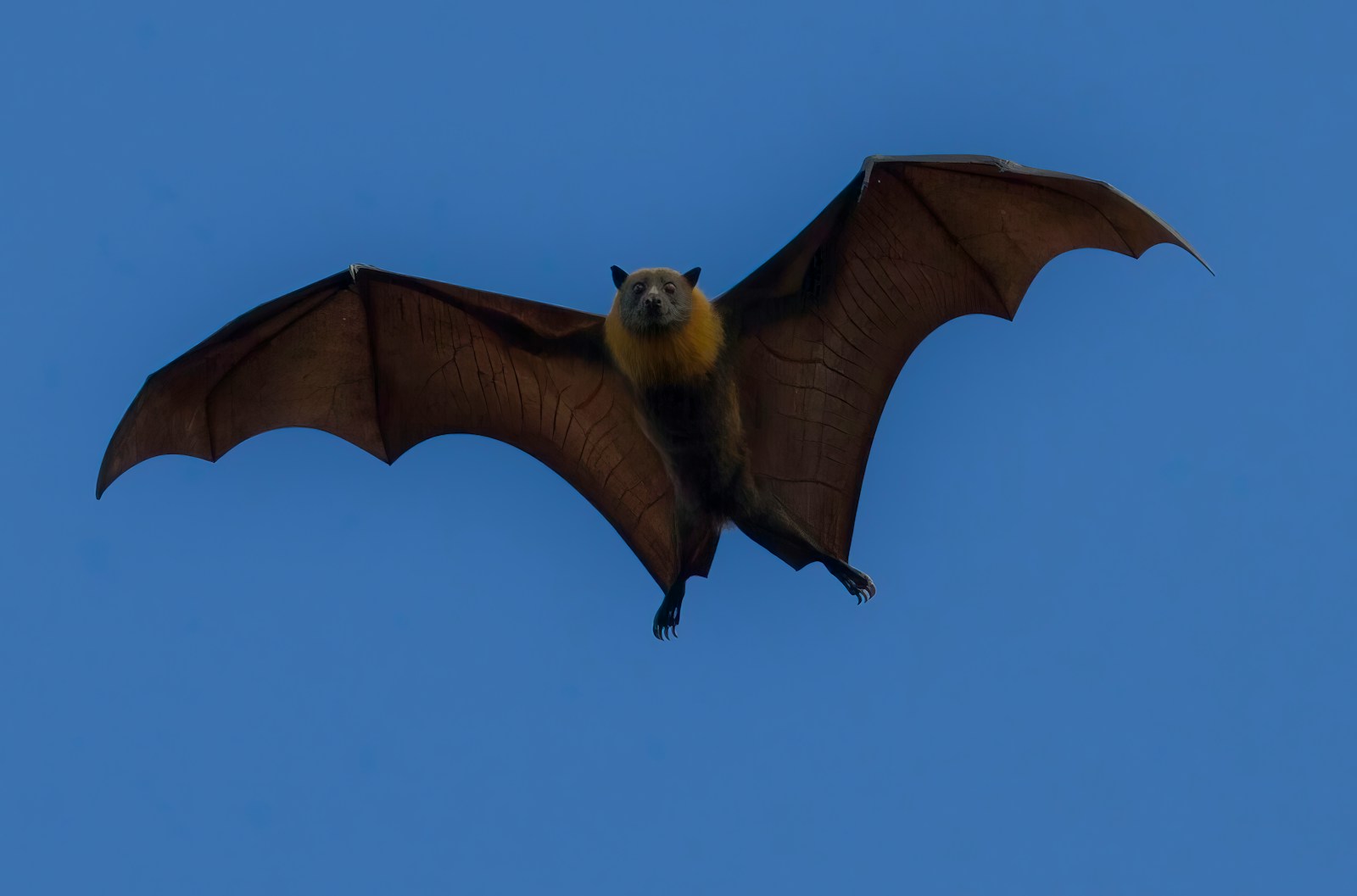 Greater Bulldog Bat