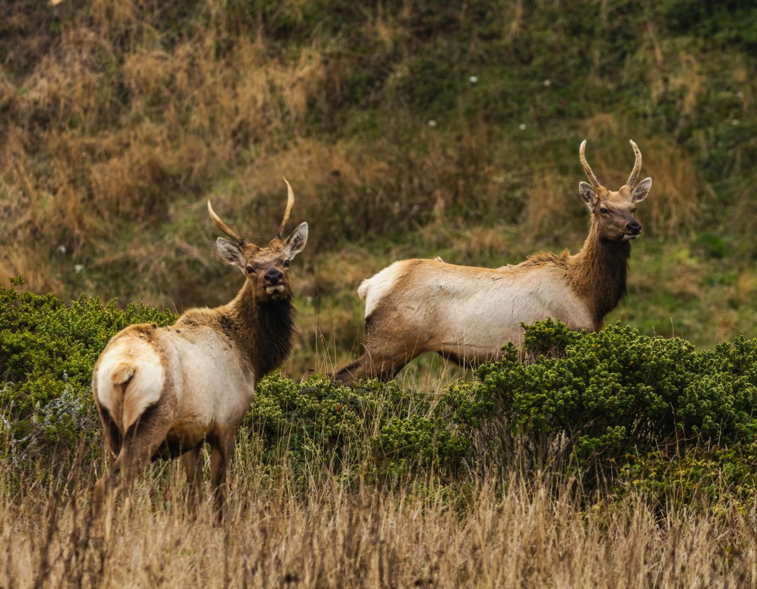 Elk in Pennsylvania