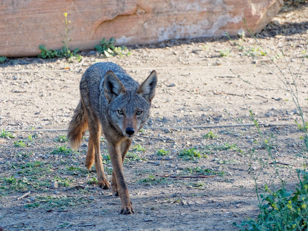 Up close and personal with a young coyote (Explored)