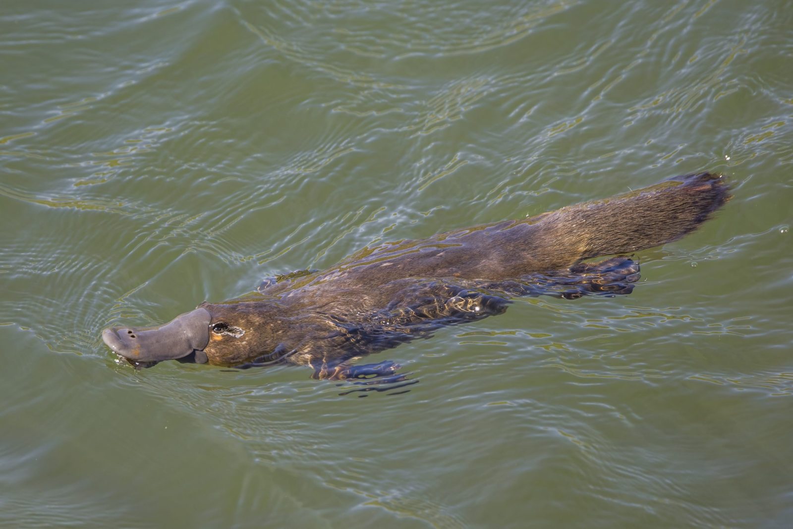 Duck-billed platypus (Ornithorhynchus anatinus) Scottsdale