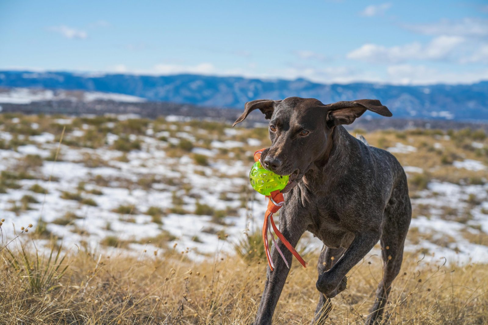 A German Shorthaired Pointer joyfully runs with a ball in a snowy field, showcasing energy and playfulness.