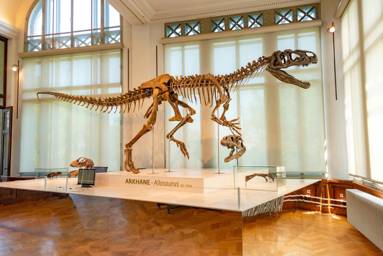 Allosaurus skeleton displayed in a museum with natural lighting.