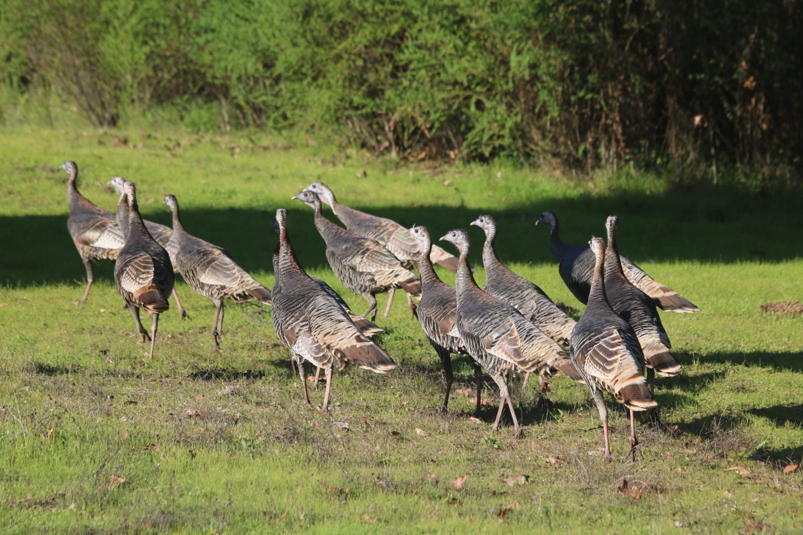 California Flocks Wild Turkey