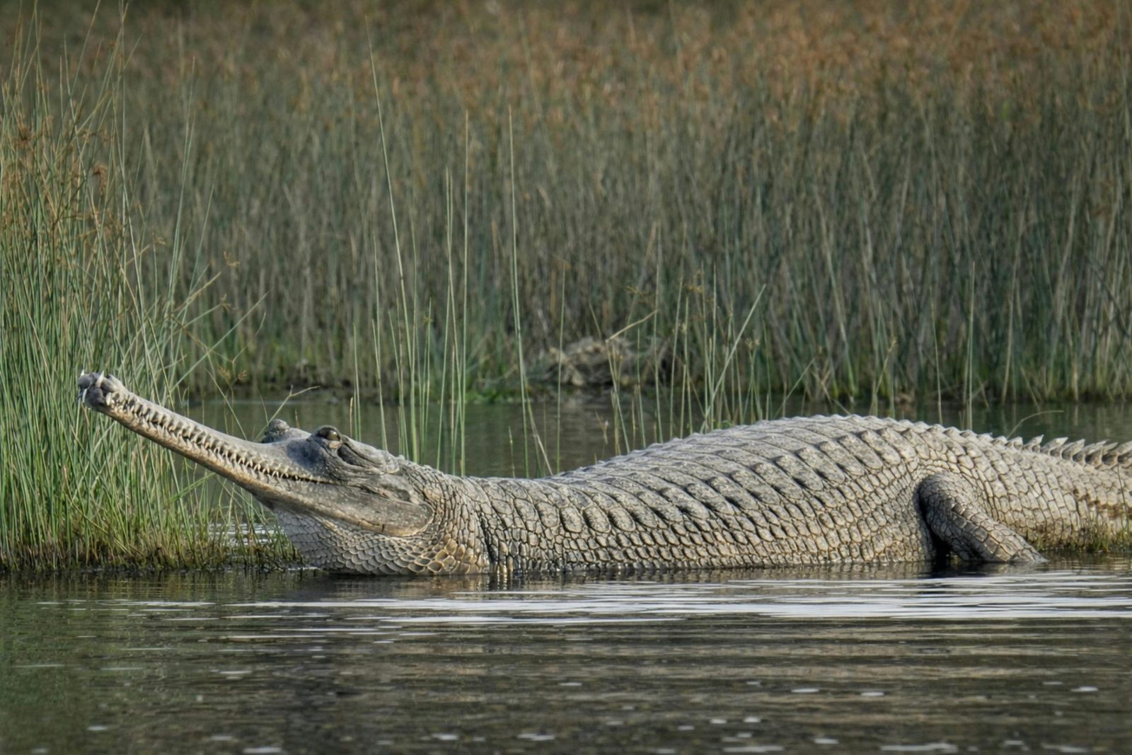 The Giant Of Lake Chamo