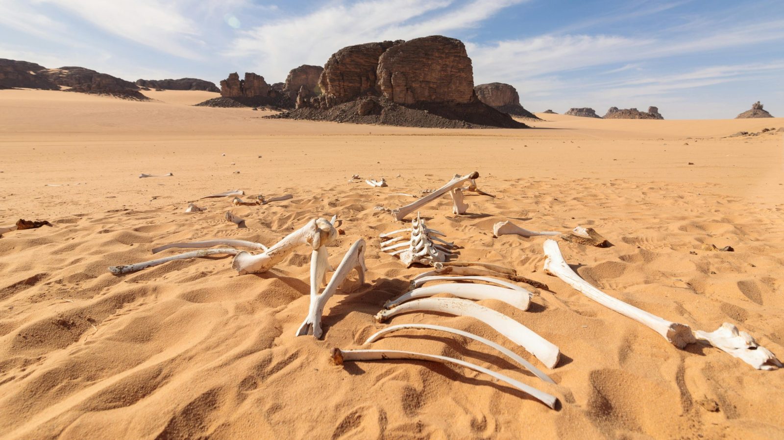 Discover skeletal remains on sunlit sands in an arid Algerian desert scene.