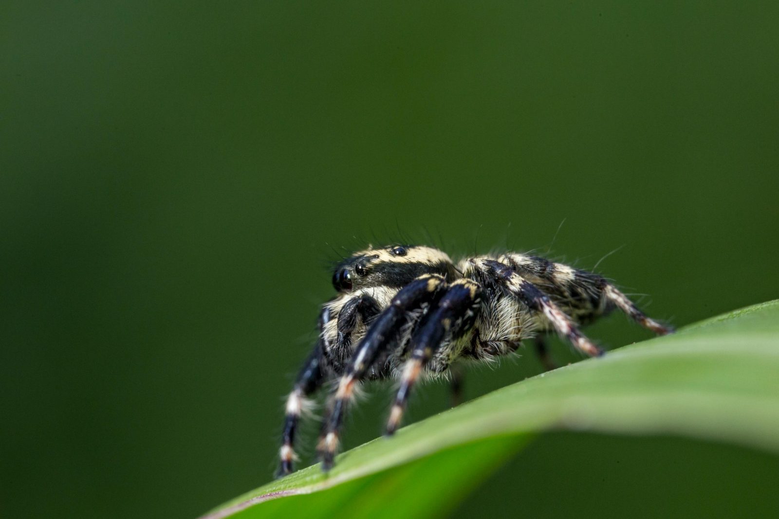 Detailed close-up of a jumping spider on a green leaf, showcasing its hairy body and legs.