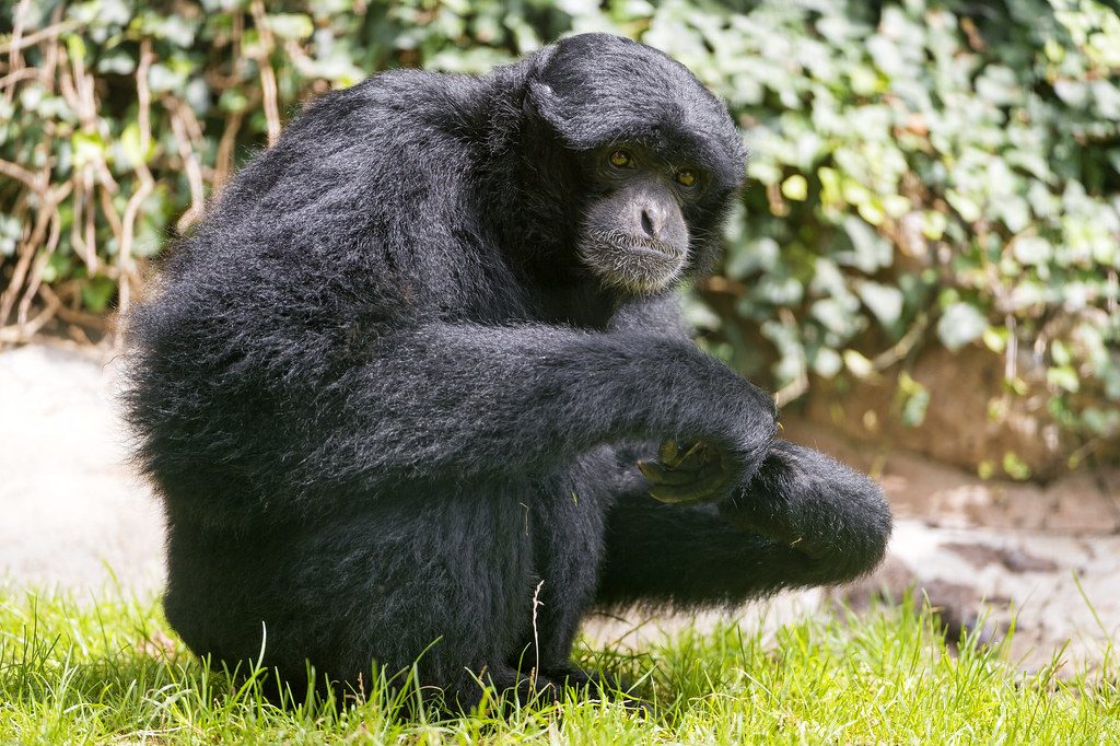 Siamang