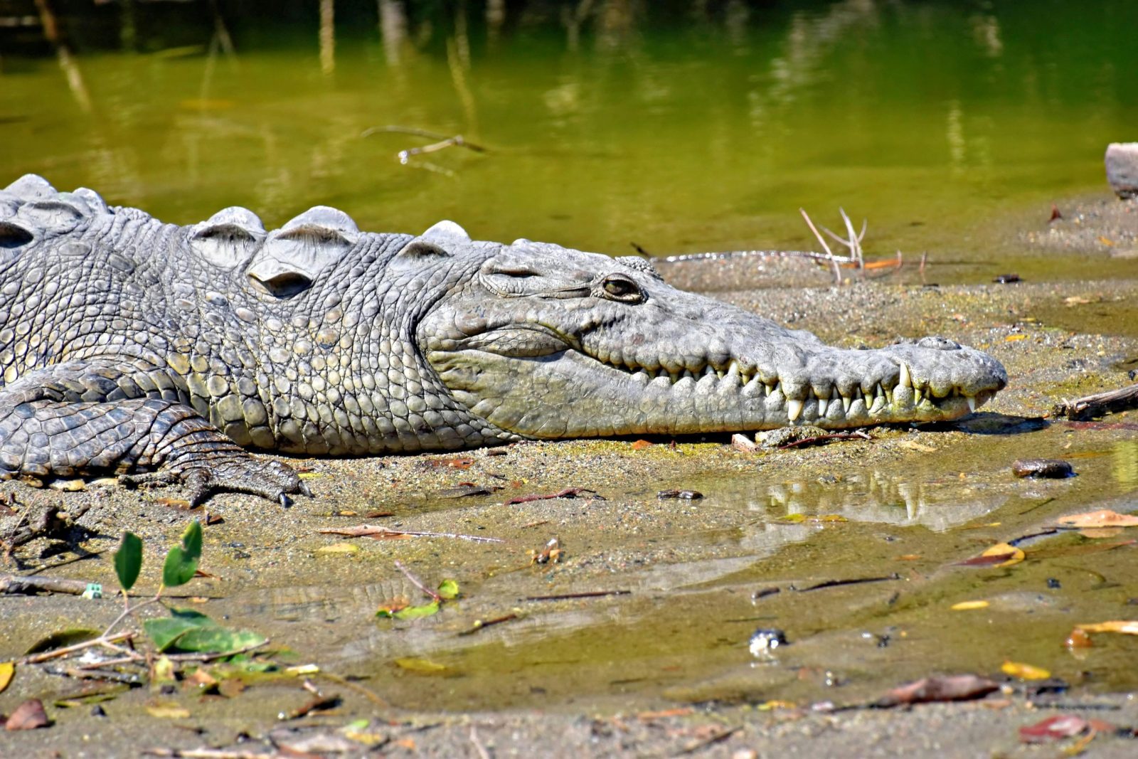 The Duke Of Mecklenburg Specimen