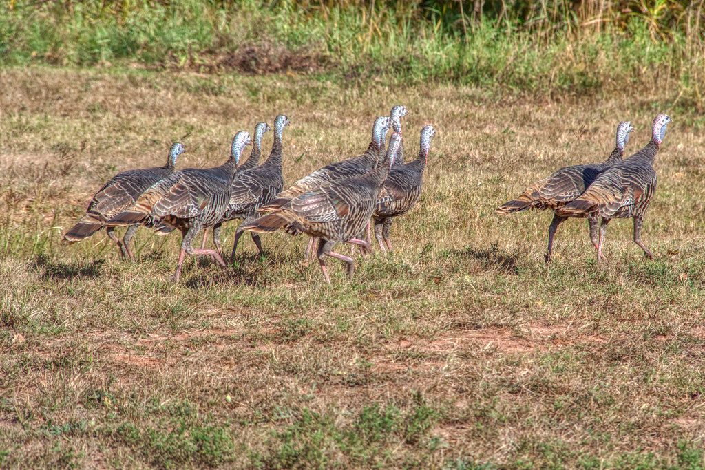 Texas Flocks Wild Turkey