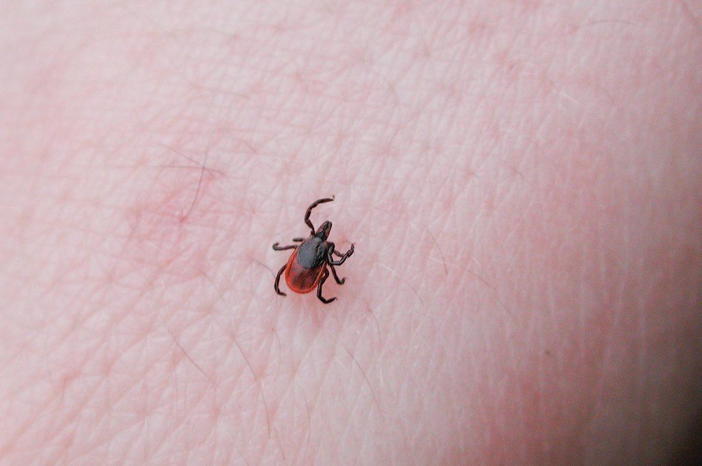 Tiny Deer Tick